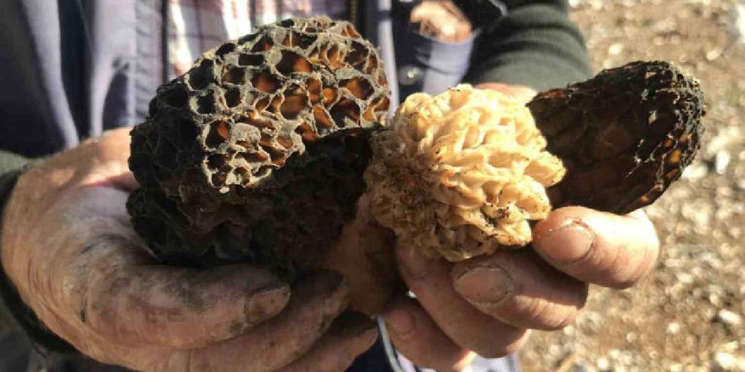 Halk arasında ‘göbek’ diye biliniyor, 1.800 rakımdan toplanıyor: Kilosu 1500 TL! 9